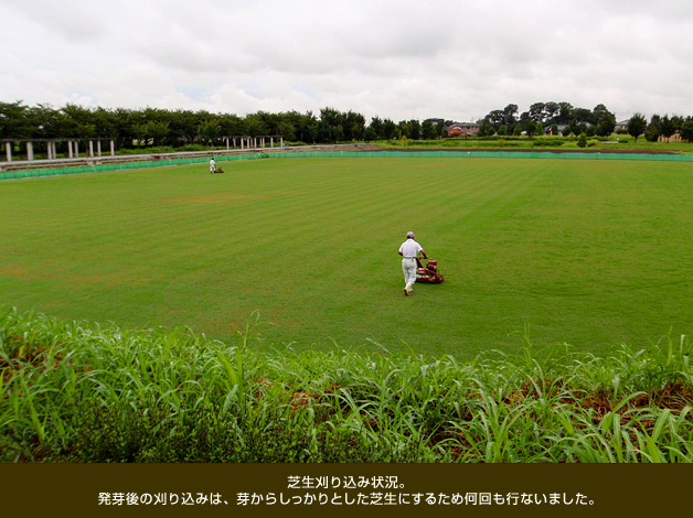 芝生刈り込み状況。発芽後の刈り込みは、芽からしっかりとした芝生にするため何回も行ないました。